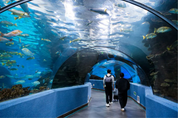 寒假遛娃天花板！合肥海洋世界游玩全攻略，暖冬遛娃不費(fèi)媽